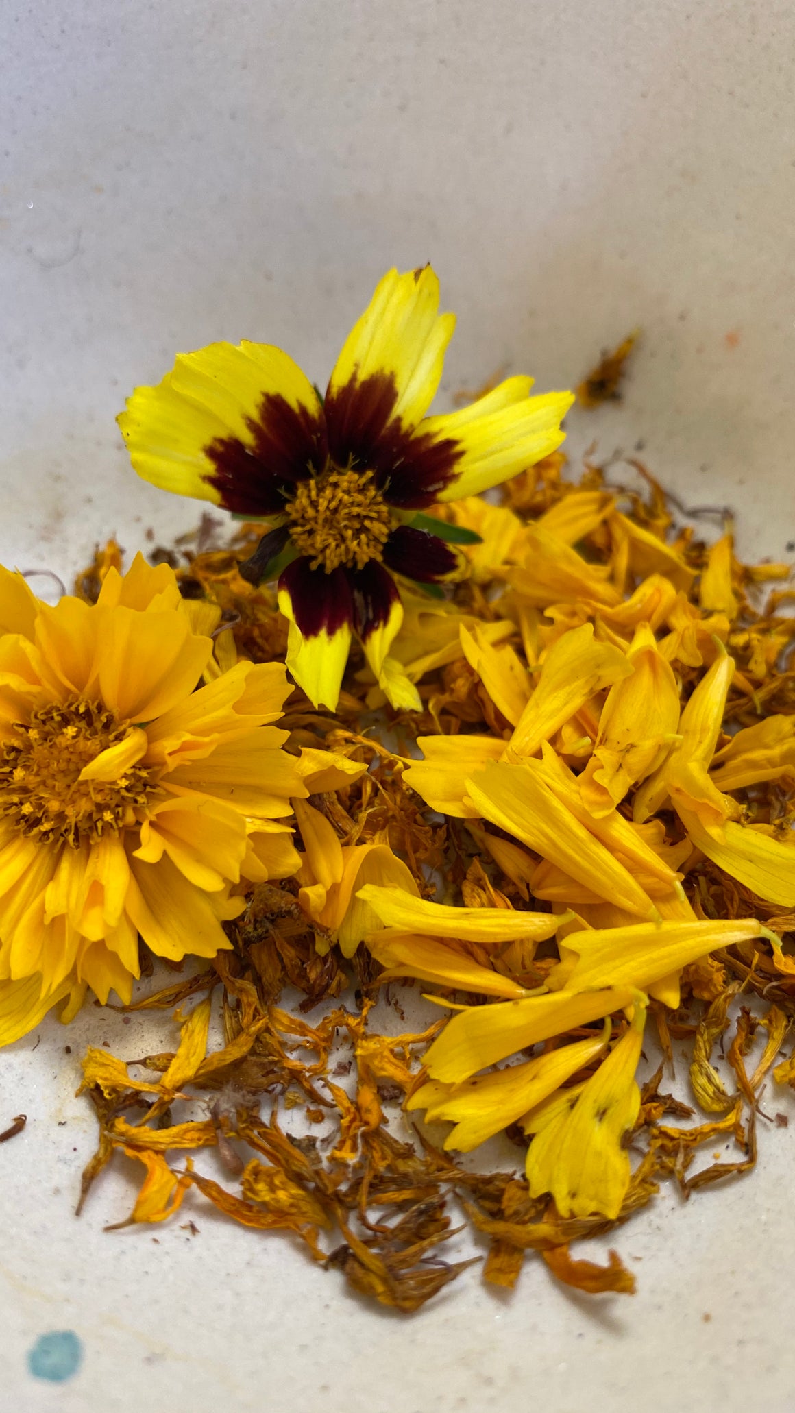 BOTANICAL wild inks {virtual workshop}