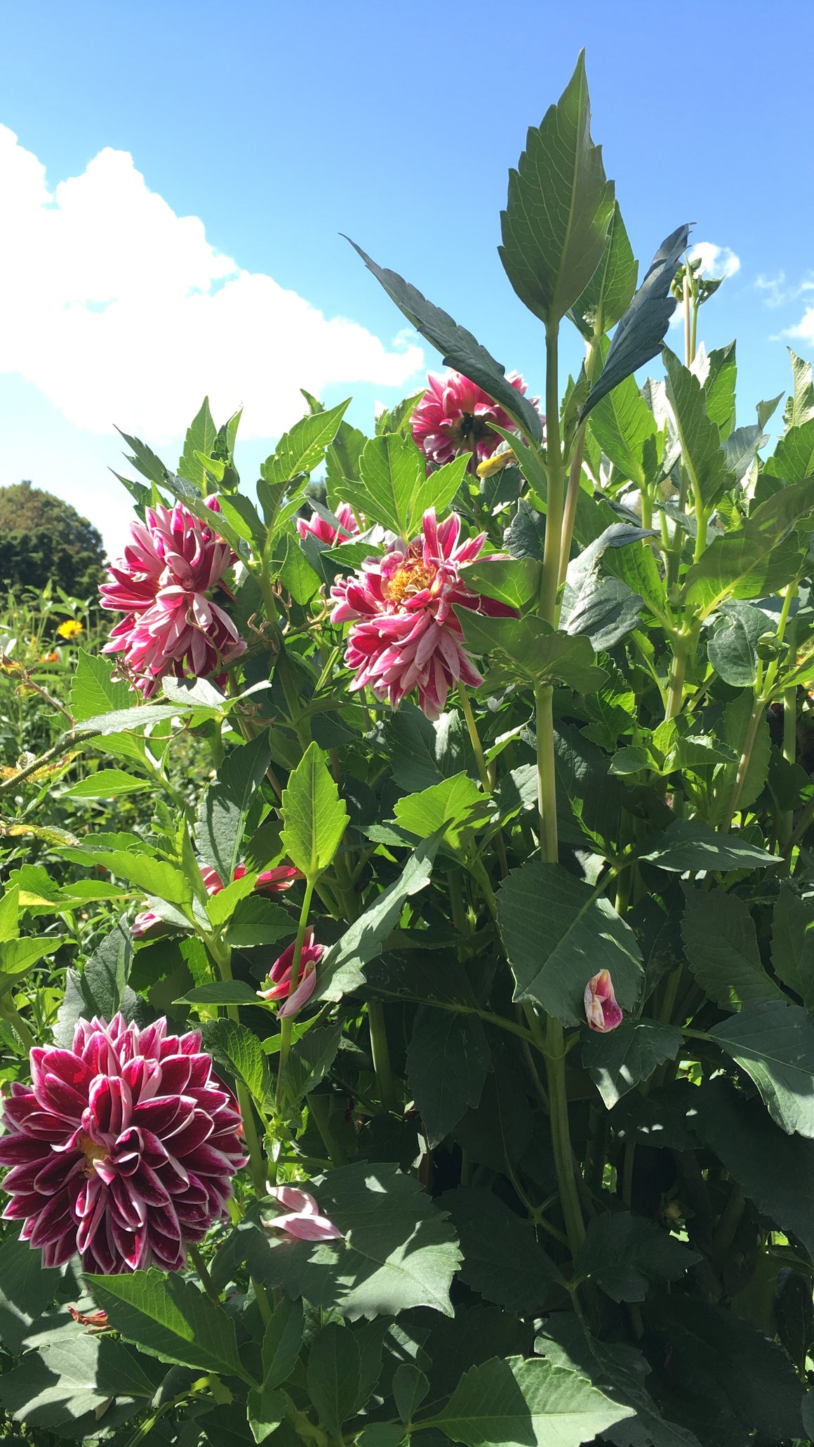 #tracibautistaCOLOR ~ WILD BLOOMS pigment stones {5-set}